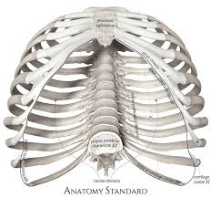 Check spelling or type a new query. Thoracic Outlet Thorax Rib Cage Body Bones