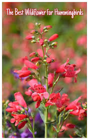 This post may contain affiliate links. The Best Wildflower For Hummingbirds Hummingbird Garden Flowers Perennials Habitat Garden