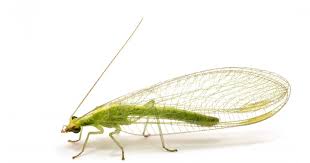 Blattlause Mit Florfliegen Bekampfen Florfliege Fliegen Flores