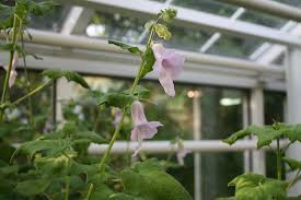 Image result for Ceratotheca integribracteata