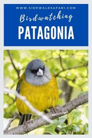 8 Amazing Places To See The Best Birds Of Patagonia Patagonia South America South America Travel Latin America Travel