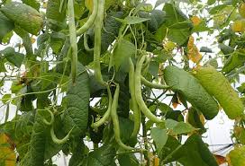 インゲンの葉が黄色く変化 原因とは 野菜大図鑑