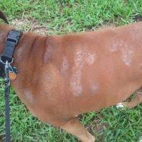 Some people assume their dog. Boxer Dog Allergies Dog Grass Allergy Dog Allergies Dog Hair Loss
