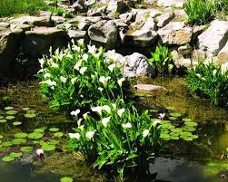 Calla Lily Flowers Add Gracious Beauty To Landscaping Ideas And Yard Decorations Calla Lily Flowers Calla Lily Front Gardens