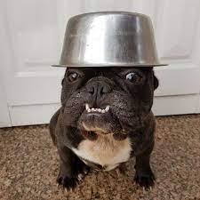New Hat Funny French Bulldog Jmarcoz Goodmorning Bulldog Frances French Bulldog French Bulldog Funny