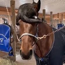 Pin On Animals