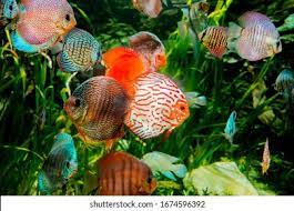 Aquarium Discus Images Stock Photos Vectors Shutterstock