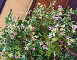 Image result for Habenaria elliotii