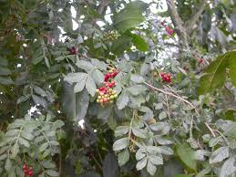 Image result for Harrisonia