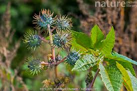 Image result for Ricinus communis