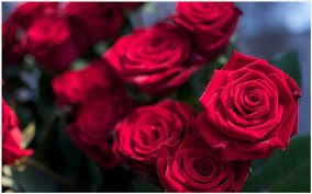 Red Roses Beautiful Wallpaper Beautiful Red Roses Wallpapers Free Download Most Beautiful Red Roses Wallpapers Red R Flowers Rose Wallpaper Flower Download