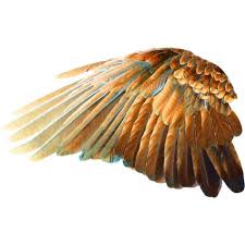 Tan Bird With Black And White Wings Burning Love Liked On Polyvore Featuring Wings Wings Drawing Wings Black Wings