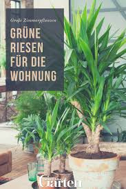 Grosse Zimmerpflanzen Grune Riesen Fur Die Wohnung Pflanzen Wohnzimmer Pflanzen Zimmerpflanzen