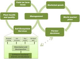 Define food security and food insecurity. Towards Valuation Of Biodiversity In Agricultural Soils A Case For Earthworms Sciencedirect