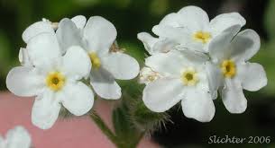 Image result for Indigofera cryptantha