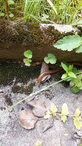 Wir zeigen wie man ratten erkennt, vertreibt, bekämpft und neuem befall vorbeugt. Chill So Im Garten Meiner Eltern Und Denke Uuuh Was Ein Dicker Regenwurm Guck Genauer Hin Und Der Wurm Streckt Mir Die Zunge Raus Rasen Mahen Fallt Diesen Sommer Aus De