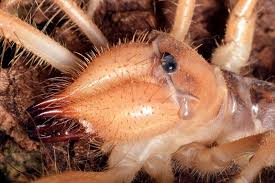 Camel spiders are also called wind scorpions or sun spiders. Camel Spider Facts And Beyond Biology Dictionary