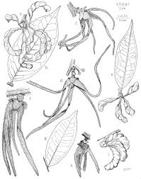 Image result for Xylopia lukei