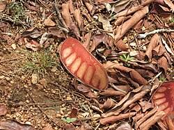 Image result for Xylia africana