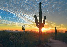 Place the plant near a bright window where it can get a lot of light during daylight hours. Phoenix Has A Natural Side That Is Worth Exploring The Western Producer