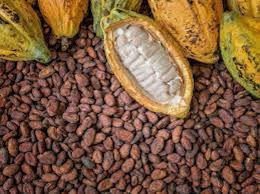Eastern cocoa industries sdn bhd company description: Improving Cocoa Productionthisdaylive