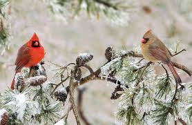 Birds Of Northern Indiana The Pic May Not Be From Indiana But The Frosty Scene Sure Is A Male And A Female Cardinal Sit On Pine Branche Wild Birds Unlimited Wild Birds Cardinal Birds