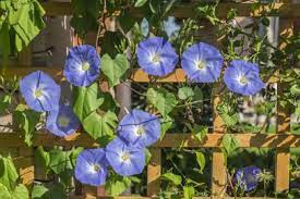 Hypochondriacus, which grows to around 4 feet with flowers held in upright panicles in shades of red, purple, gold, and green. Best Blue Annual Flowers For Your Garden Hgtv