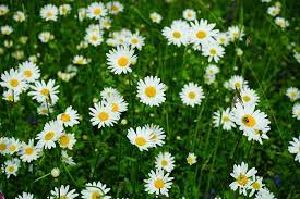 Place peppermint plants inside or around the exterior of your home, or any other area you want bees to avoid. 5 Flowers That Don T Attract Bees In Provo Ut Lawnstarter