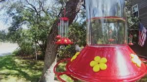 Prior to buffing and finishing. Hummingbird Flying Texas Hd Stock Video 734 934 840 Framepool Stock Footage