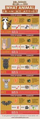 Read here to learn what to do next. What Animal Is In My Attic Infographic Attic Getting Rid Of Raccoons Animal Sounds