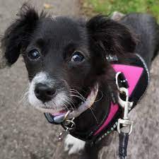 They were named after the chihuahua region of mexico. Chihuahua Poodle Mix Aka Chipoo A Little Dog With A Big Personality Animalso