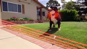 They do have great vision and hearing but your dog unfortunately. 30 Best Electric Wireless Dog Fences Underground Invisible Dog Fence Invisible Fence Dog Fence Electric Fence