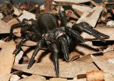 Their personalized services are guaranteed to exceed both residential and commercial customer's expectations alike as well as leave them 100% satisfied with all. Jim S Termite Pest Control