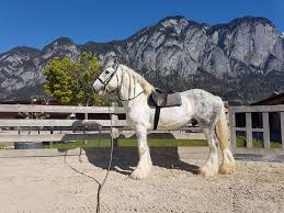 Ted the magnificient Grey Shire Stallion