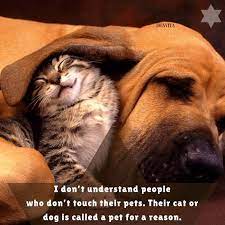 Cats wait for a proper invitation. Cats Vs Dogs Quotes And Funny Sayings For Your Beloved Pets