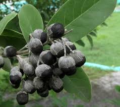 Image result for Vitex trifolia
