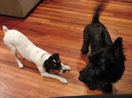 I'm not offering any opinions. Which Wood Floor Is Best For Dogs Blog Floorsave