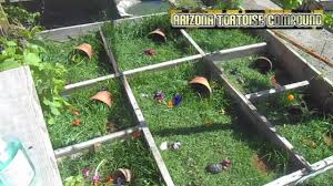 In collaboration with arizona tortoise compound, theturtleroom brings you an impressive highlight reel, in preparation for andrew's talk at the turtle and to. Outdoor Hatchling Tortoise Enclosures Youtube