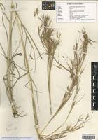 Image result for Hyparrhenia poecilotricha