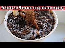Blumenerde Schimmelt Was Tun Schimmel Im Blumentopf Auf Erde Dauerhaft Entfernen Anleitung Youtube In 2020 Blumenerde Schimmeltest Blumentopf