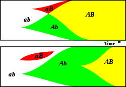 So i'm interesting in learning what's better about sexual reproduction as i'm struggling to understand what the combination of two gene sets does that couldn't be achieved by mutations to a child of asexual reproduction. Evolution Of Sexual Reproduction Wikipedia