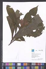 Image result for Syngonanthus longibracteatus