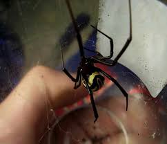 How to use centipedes to remove black widows from your house; Black Widow In Texas Black Widow Creatures Animals
