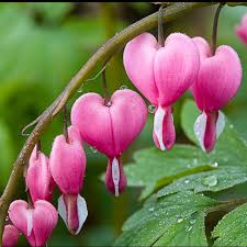 Pin On Flowers Flowers Flowers