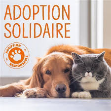 Les Sables D Olonne Les Adoptions Au Refuge Spa Du Chateau Reprennent Au Cas Par Cas Le Journal Des Sables