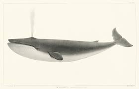 The Sulphurbottom Sibbaldius Sulfureus From Natural History Of The Cetaceans And Other Marine Mammals Of The Western Coast Of In 2020 Marine Mammals Mammals Cetacean