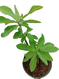 Image result for Euphorbia grantii