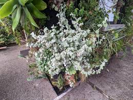 Image result for Helichrysum moorei