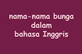 Bunga ini sering dijadikan sebagai pajangan di pekarangan rumah karena memiliki warna mahkota mencolok nan silahkan pilih jenis nama bunga yang paling disukai untuk dijadikan sebagai hiasan maupun pajangan di rumah. Nama Nama Bunga Dalam Bahasa Inggris
