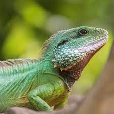 Chinese Water Dragon Care Sheet | Reptifiles.com
